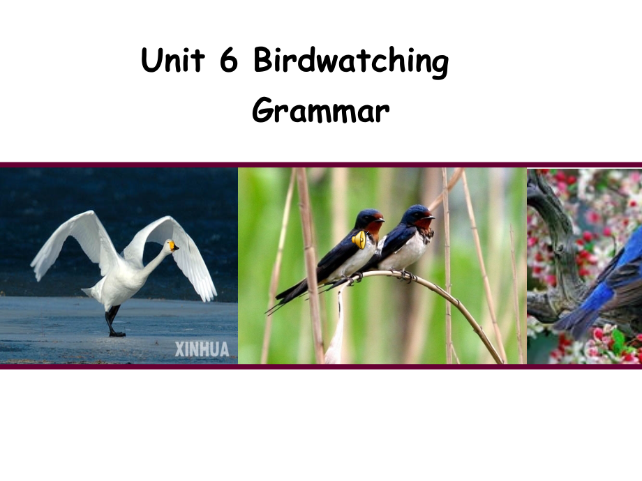 牛津译林版八年级英语上册《nit6BirdwatchingGrammar》优质课ppt课件_第1页