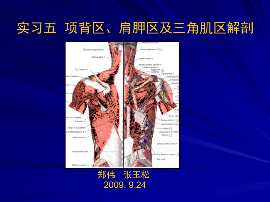 项背区肩胛区及三角肌区解剖课件_第1页