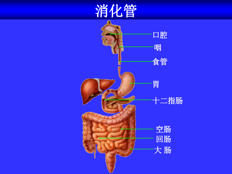 食物的消化专题知识讲座课件_第1页