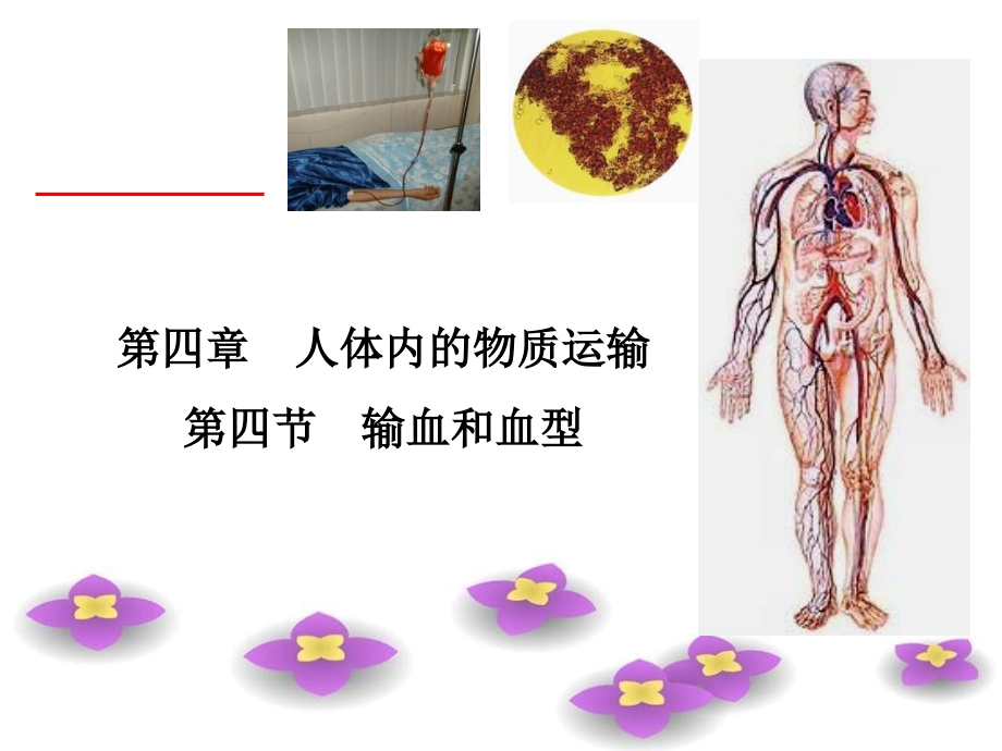 人体内的物质运输第四节输血和血型_第1页