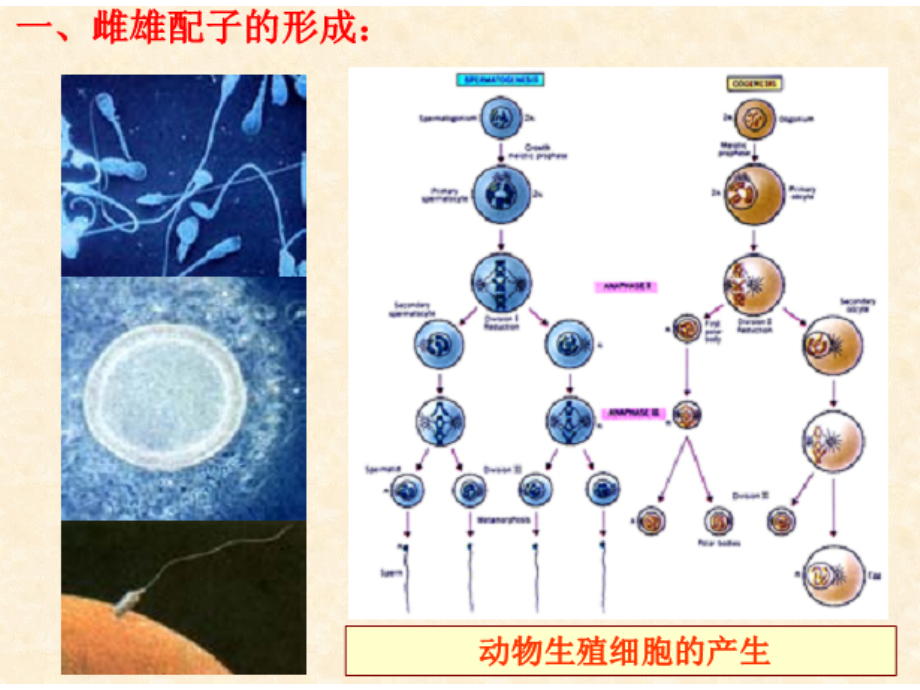 遗传的细胞学基础课件_第1页