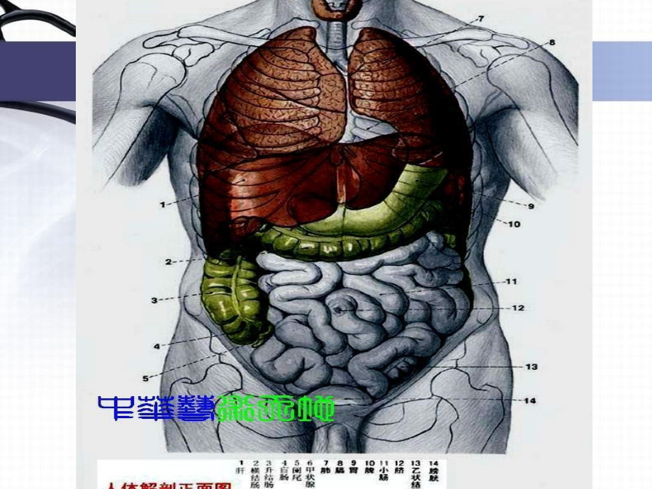 人体内脏结构图_第1页