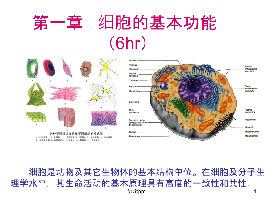 细胞膜的物质转运功能课件_第1页