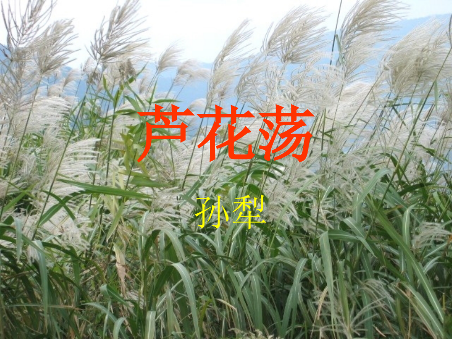 《芦花荡》教学5课件_第1页