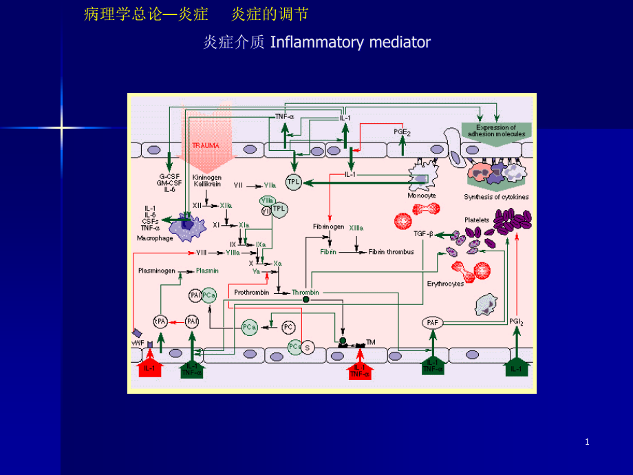 研究生病理学炎症ppt课件_第1页