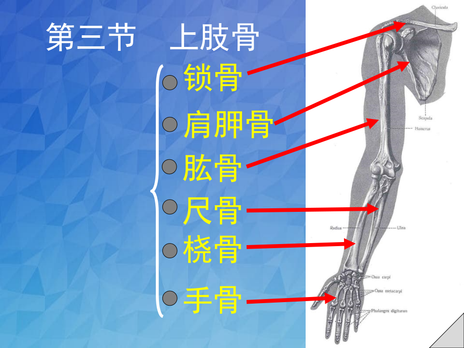 上肢骨与连接_第1页