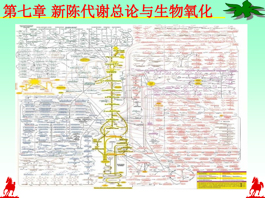 陈代谢总论课件_第1页