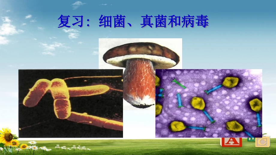 初中八年级生物上册细菌、真菌和病毒复习课件(人教版)_第1页