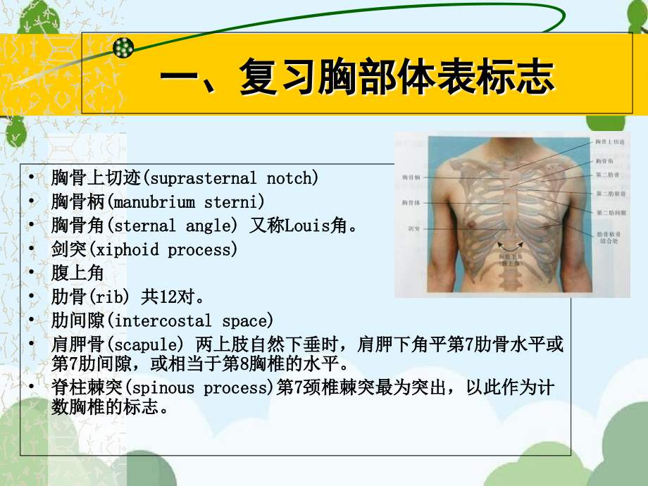 胸部体格检查_第1页