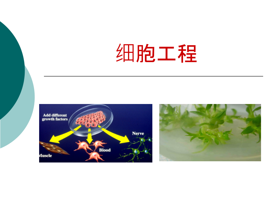 优质公开课-植物细胞工程课件_第1页