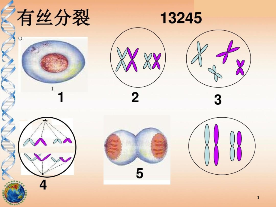 减数分裂和受精作用-很全有动画课件_第1页