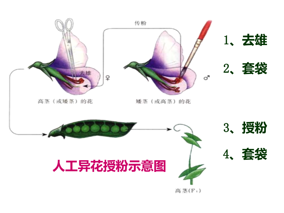 生物必修二总复习课件_第1页