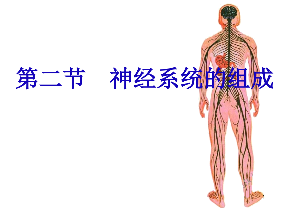 人教版-神经系统的组成-课件7_第1页