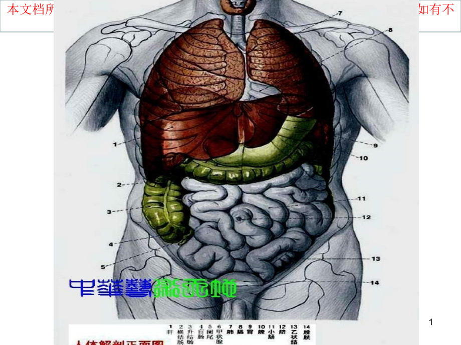 人体内脏结构图专业知识讲座课件_第1页