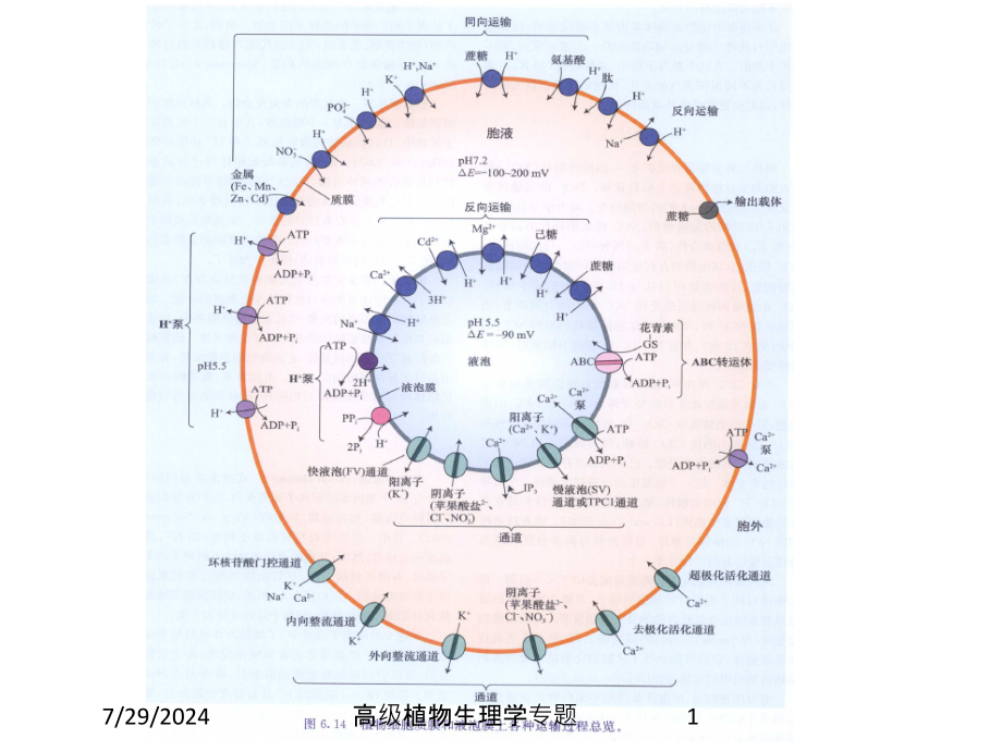 高级植物生理学专题培训课件_第1页