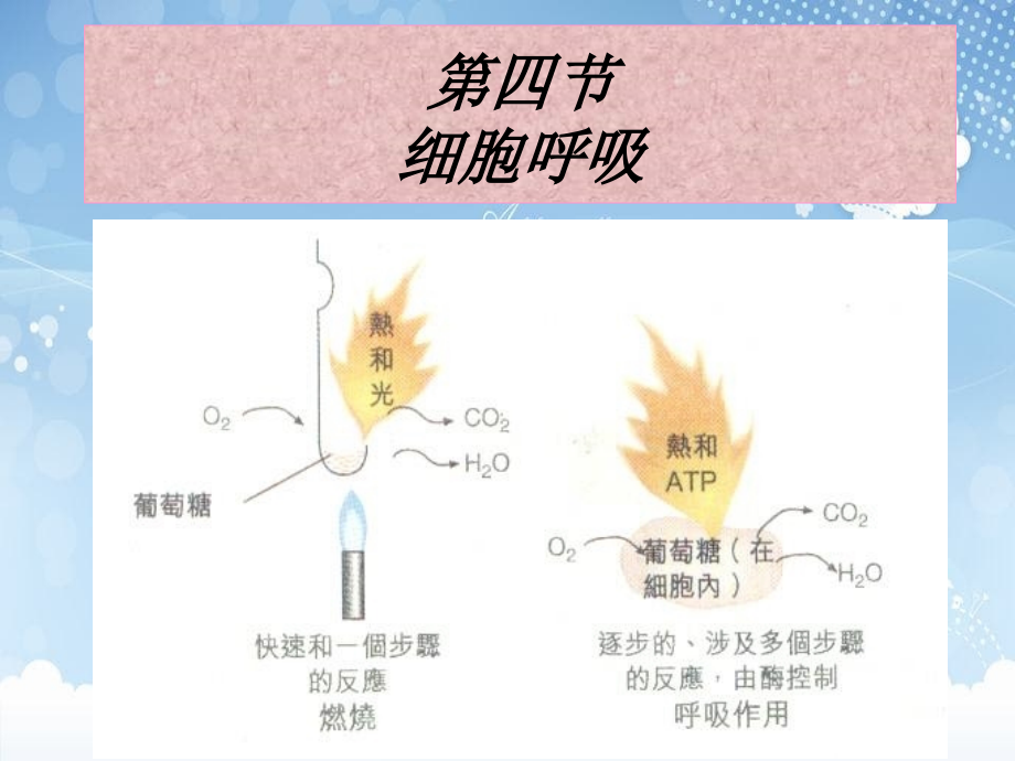 细胞呼吸教学_第1页