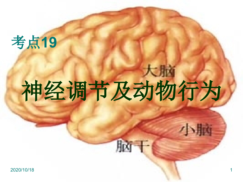 高三生物复习-神经调节与动物的行为优选课件_第1页