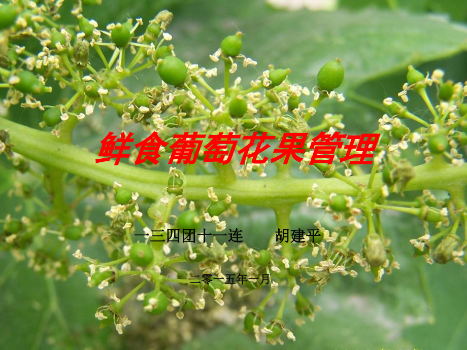 鲜食葡萄花果管理课件_第1页