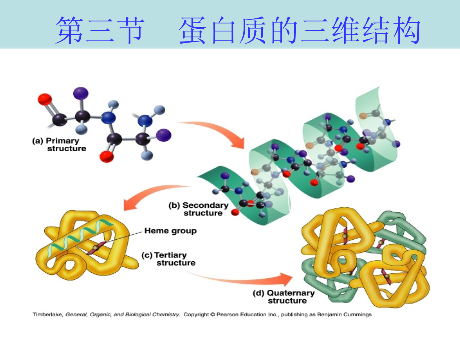 高级生物化学-蛋白质的三维结构课件_第1页