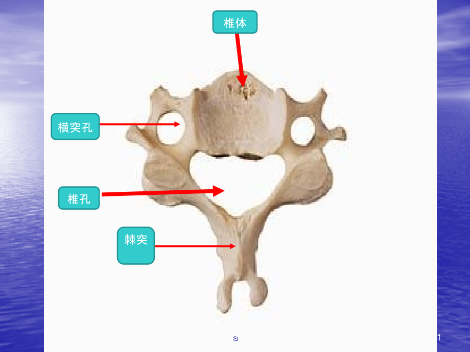 临床本科系统解剖学标本考试课件_第1页