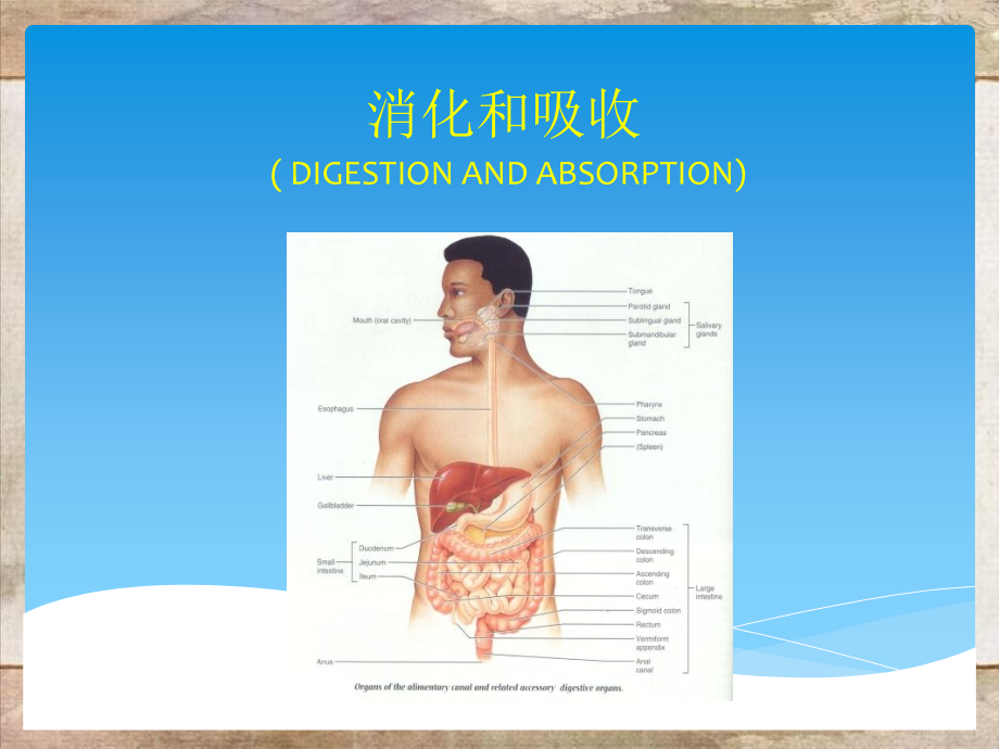 消化和吸收生理资料_第1页