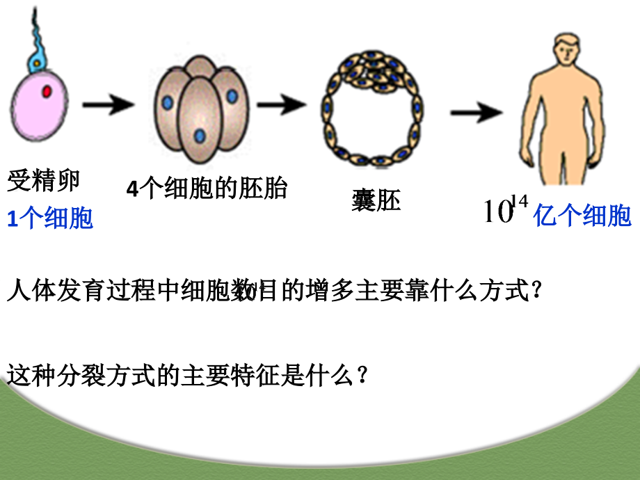 高一生物细胞分化课件_第1页