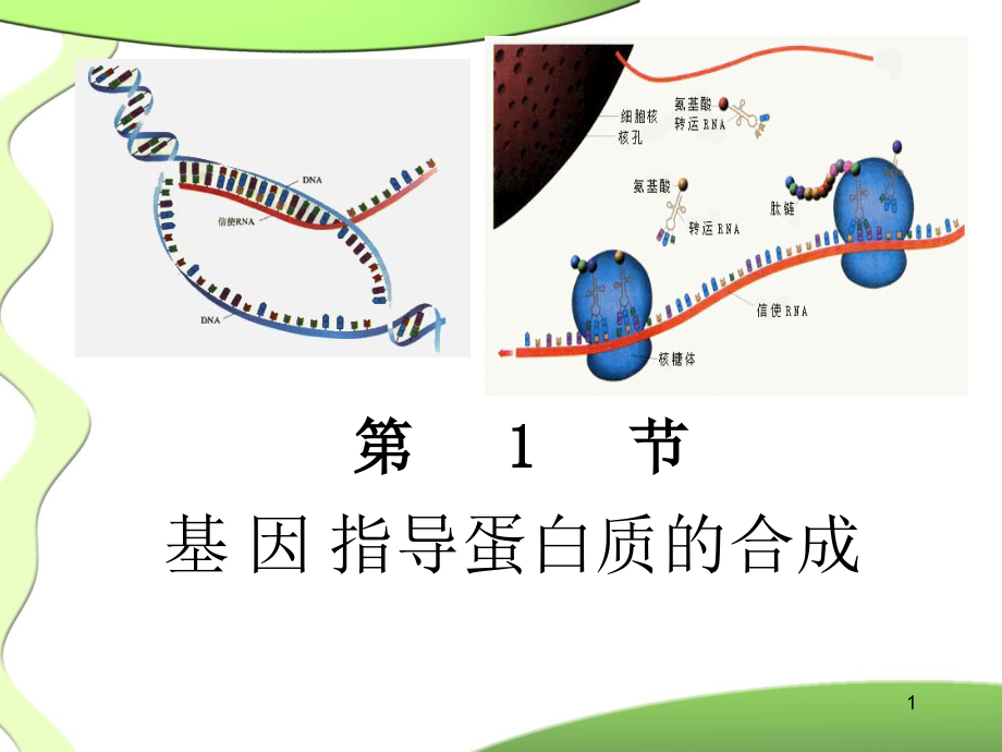 高一生物必修二优质课件基因指导蛋白质的合成_第1页