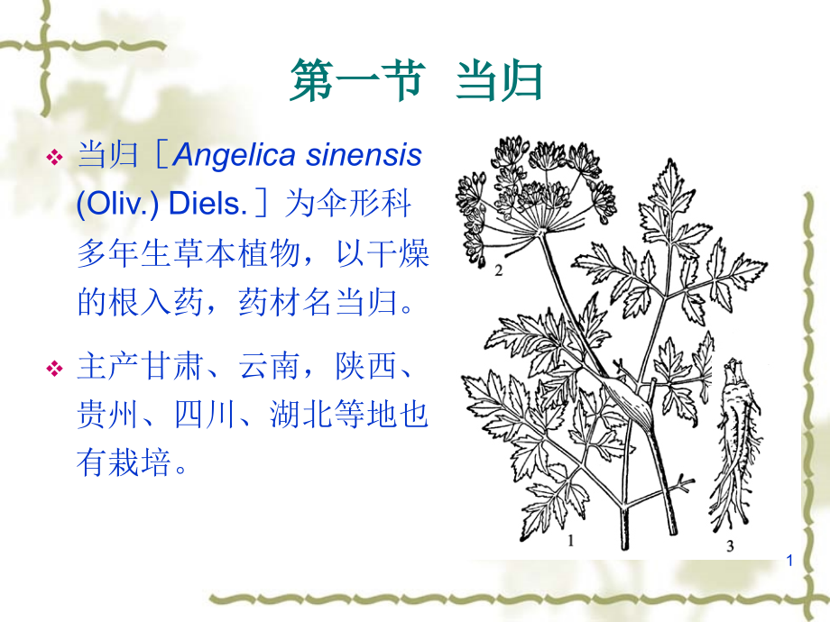 [药用植物栽培学]当归栽培技术课件_第1页