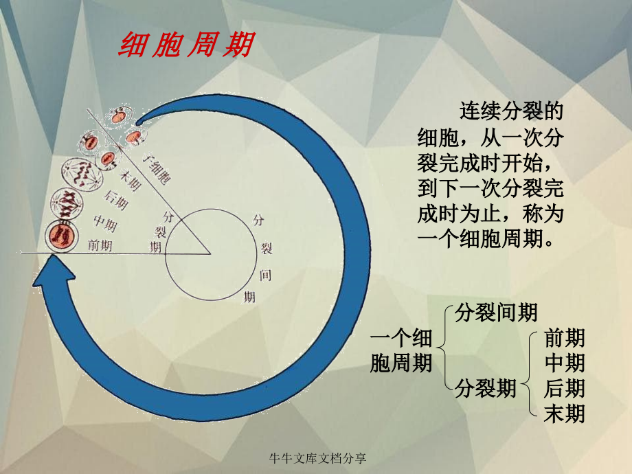 细胞的增殖癌变和衰老_第1页