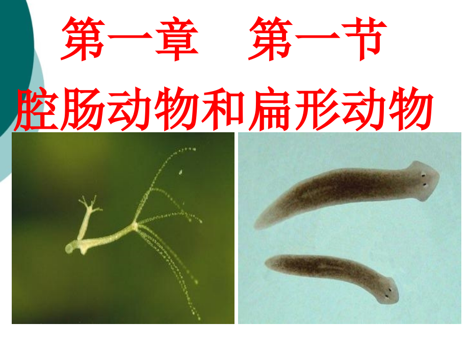 人教版八年级生物上册《腔肠动物和扁形动物》ppt课件_第1页