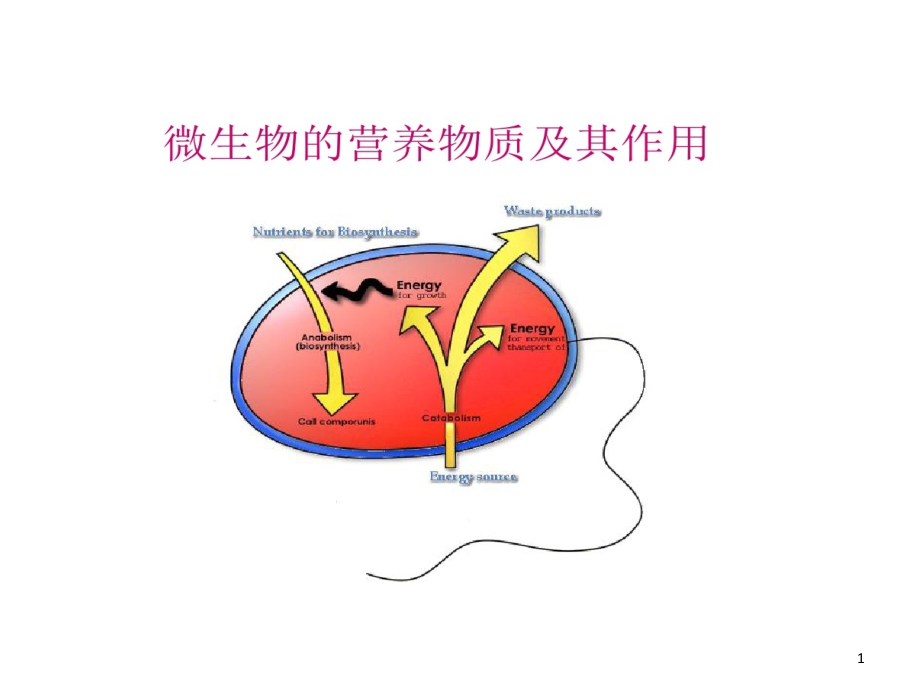 微生物营养需求课件_第1页