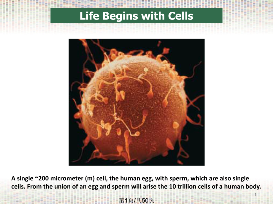 Lec2-Cell-st细胞核(真核细胞)_第1页