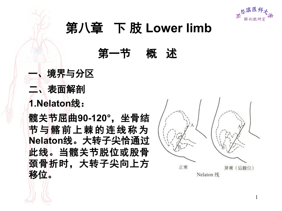 局部解剖学课件下肢-课件_第1页