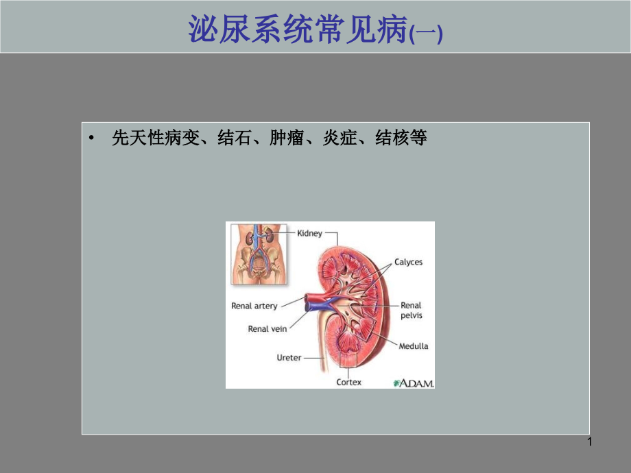 泌尿系统常见病课件_第1页