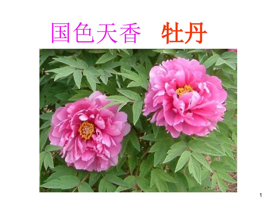 四季花卉鉴赏2课件_第1页