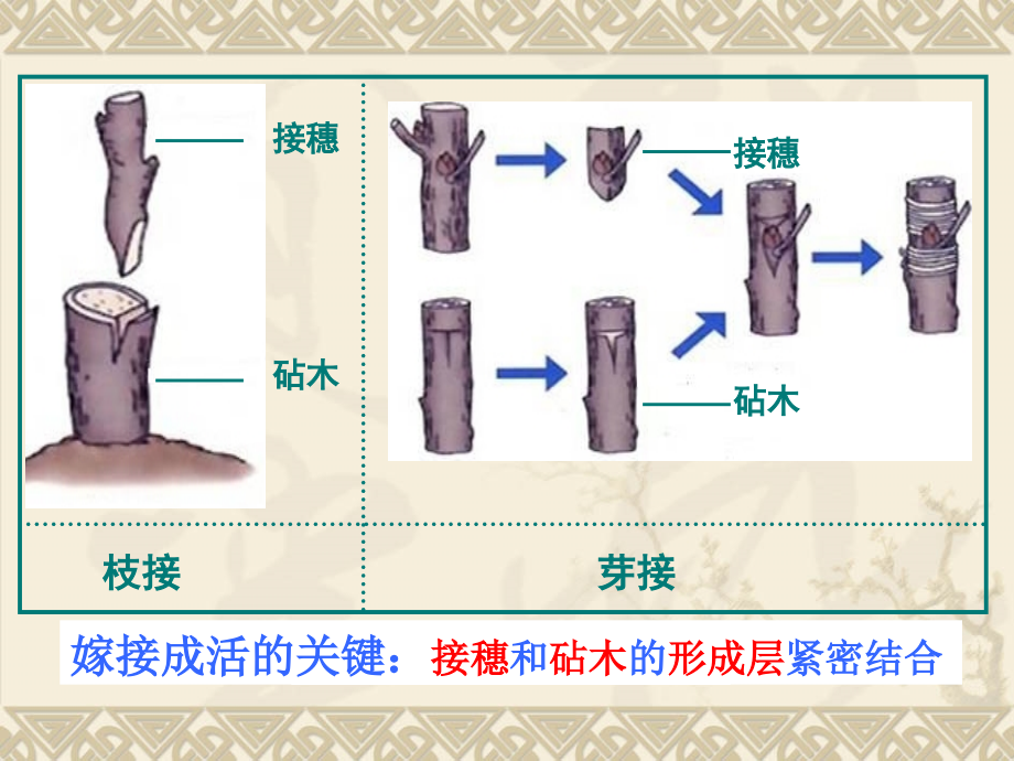 新编人教版八级下册生物第一轮总复习课件_第1页