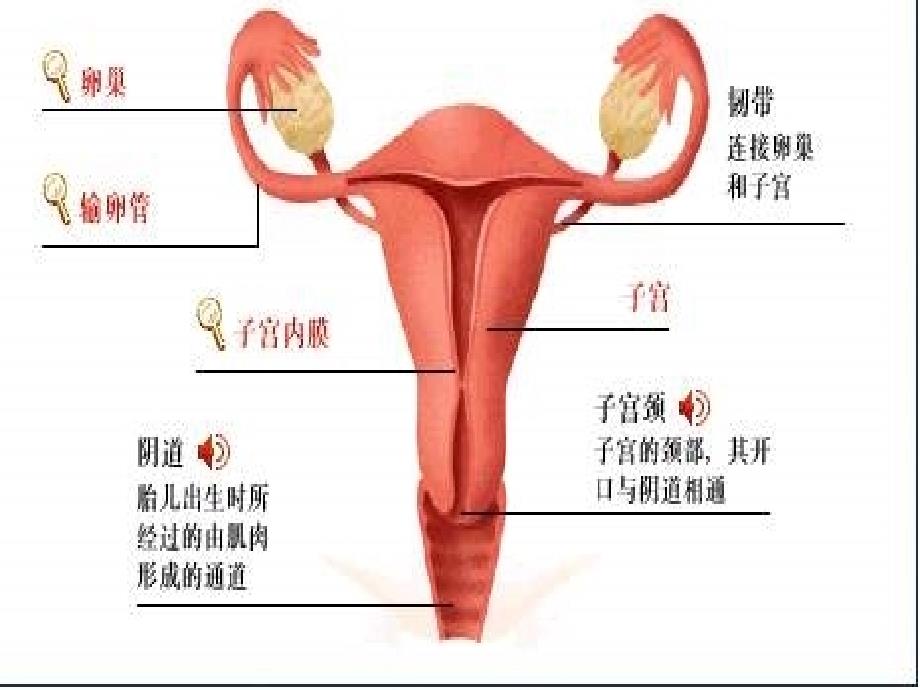 妇产科解剖生理基础课件_第1页