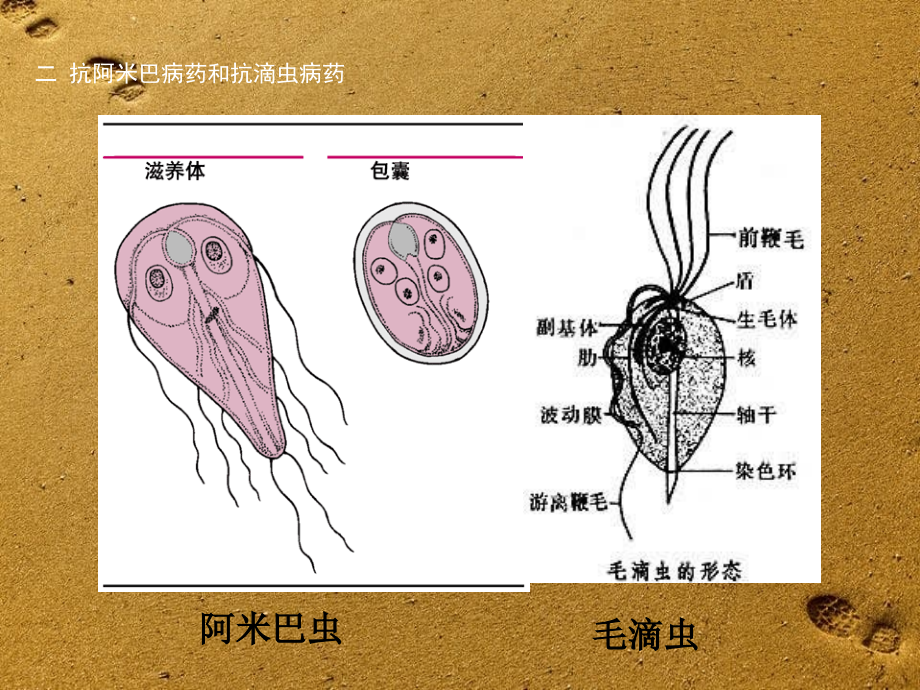 抗阿米巴病药和抗滴虫病药_第1页