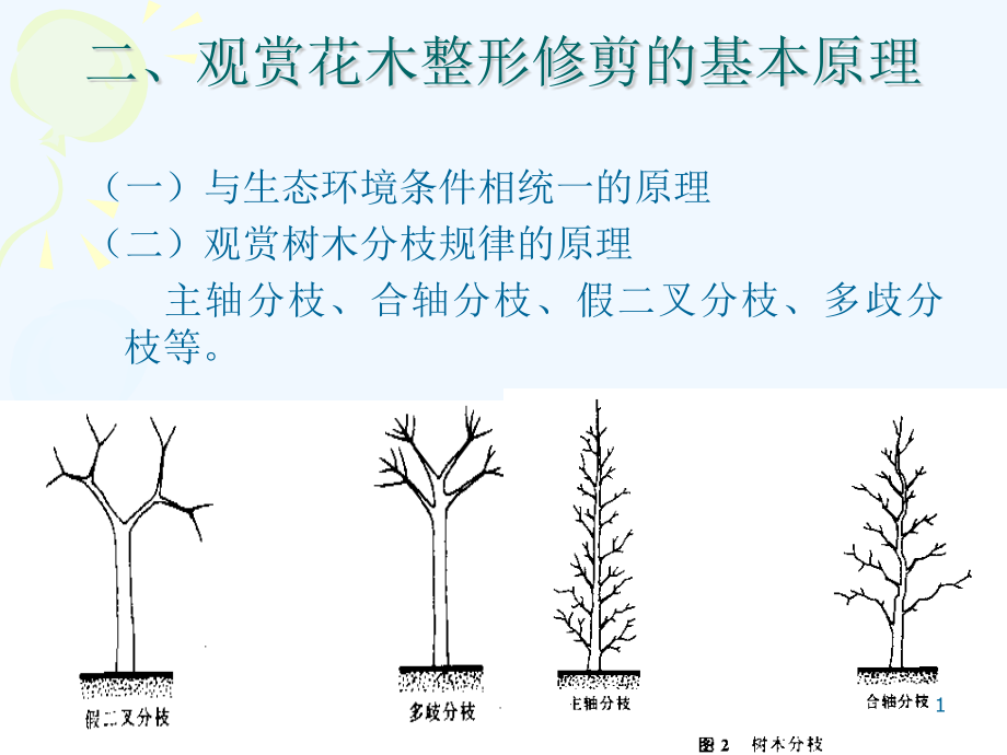 观赏植物整形修剪技术课件_第1页