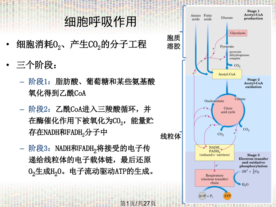 Lec13-Citric-acid-cycle-st_第1页