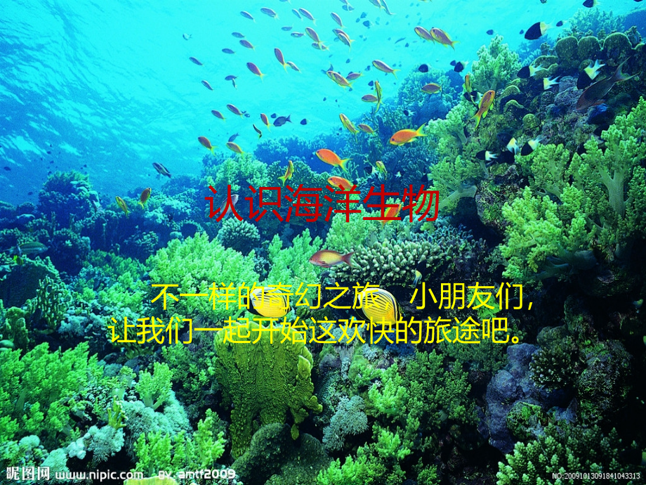 认识海洋生物课件_第1页