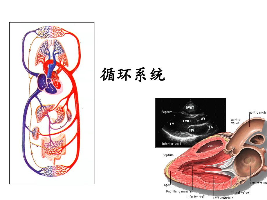 循环系统解剖结构-课件_第1页