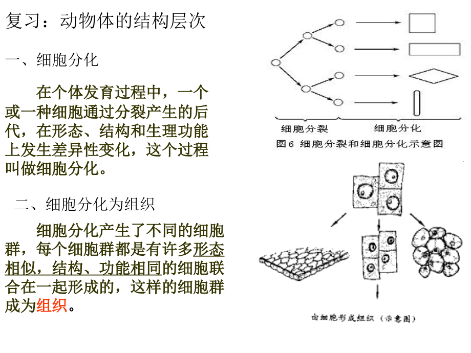 新人教新人教版七级生物上册二单元二三节植物体的结构层次课件_第1页