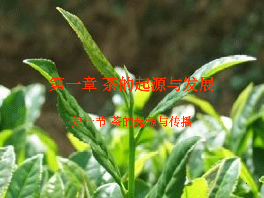 茶的起源与课件_第1页