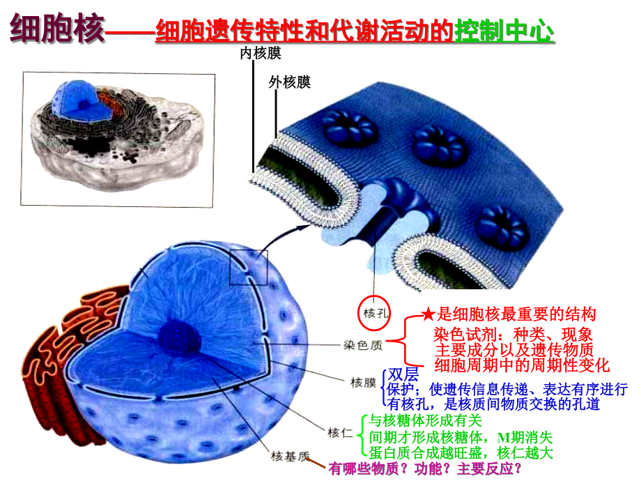 沪科版生命科学高一上3-2《细胞核和细胞器》课件_第1页