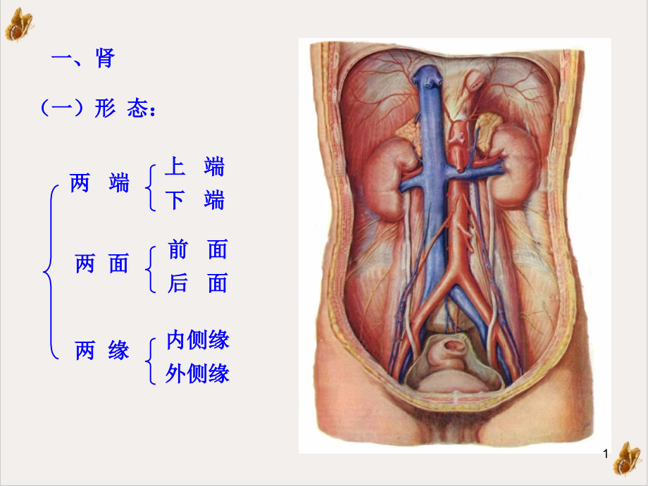 泌尿系统[1]课件_第1页