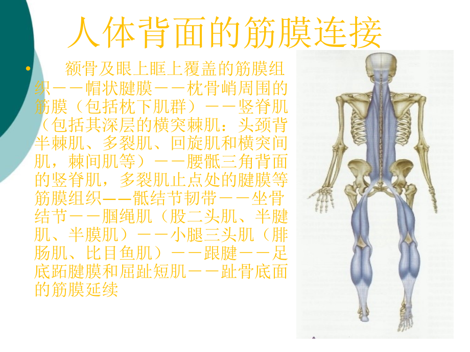 筋膜连接系统解剖课件_第1页