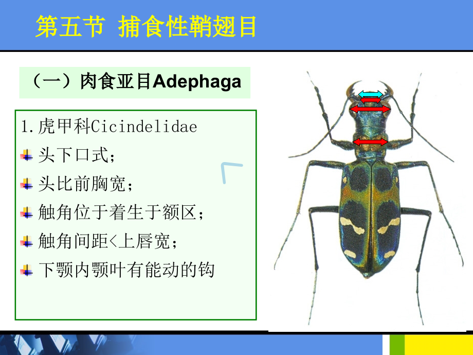 害虫生物防治3课件_第1页