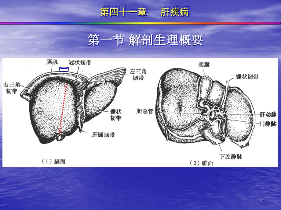 外科学肝疾病课件_第1页