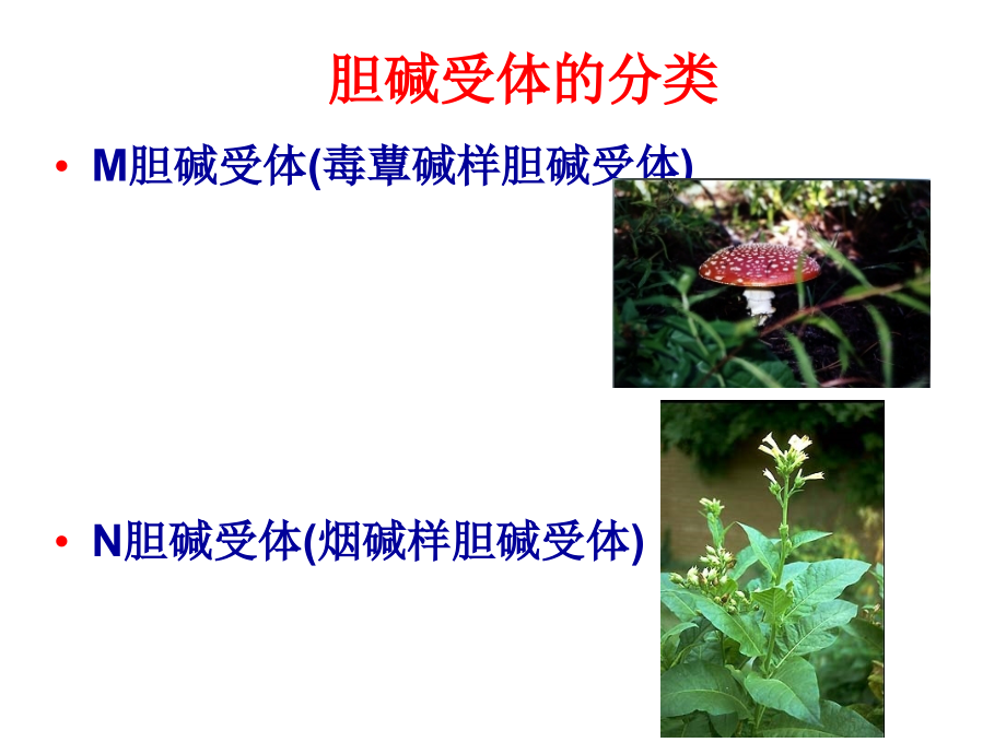 药物化学基础中职药剂专业拟胆碱药和抗胆碱药课件_第1页